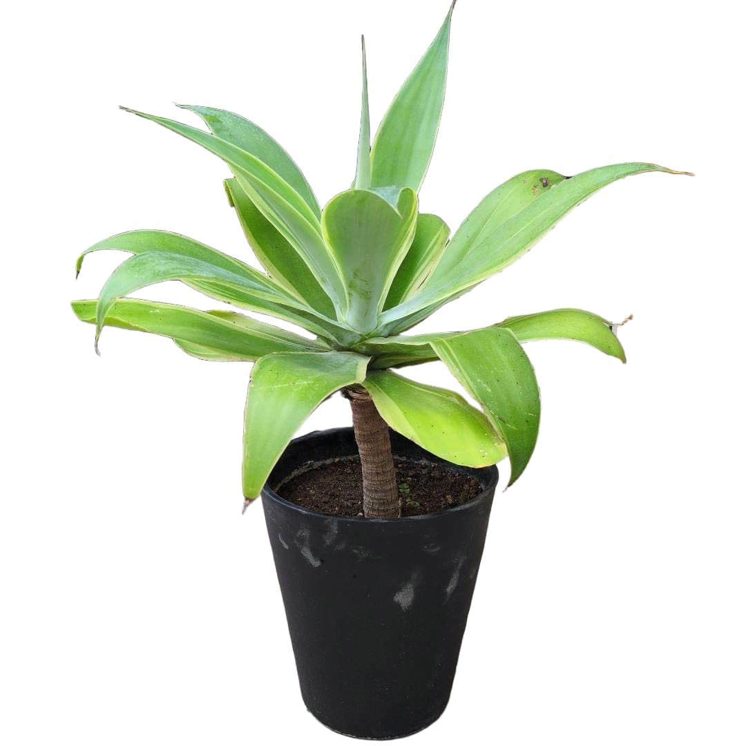 Amazon｜多肉植物 アガベ アテナータ ボーチンブルー 斑入り 8号鉢 根